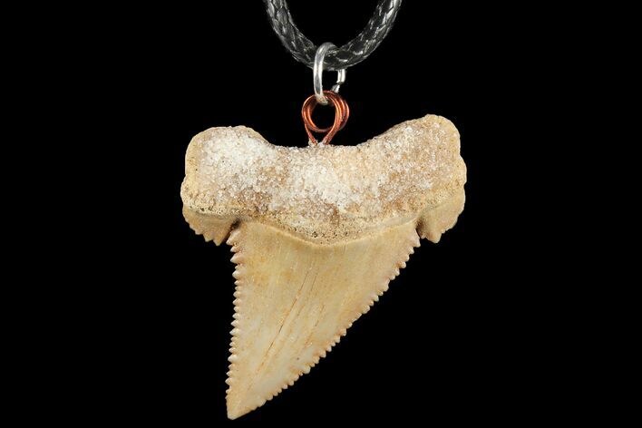 Fossil Shark (Palaeocarcharodon) Tooth Necklace -Morocco #110240